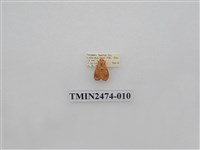 藏品(聯美苔蛾)的圖片